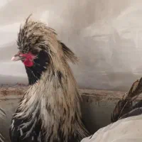 فروشی خروس گلین