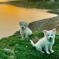 اشپیتز پامر با کبوترم معاوضه میکنم|سگ|سبزوار, قصبه غربی|دیوار