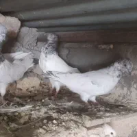 کبوتر