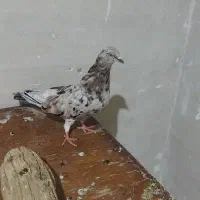 کفترسرورمعاوضه با اسپیکر