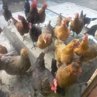 مرغ تخم گذار