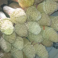 جارو|لوازم نظافت|زابل, |دیوار