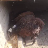 بره نر و ماده