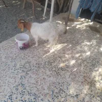 کهره و بز فروشی
