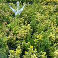 شمشاد طلایی ریشه پرس