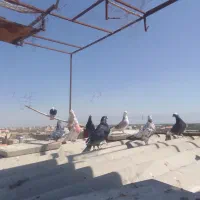 کفتر غریب‌گیری
