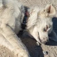 سگ فروشی|سگ|یاسوج, |دیوار