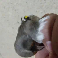 جوجه سهره|پرنده|ساوه, |دیوار