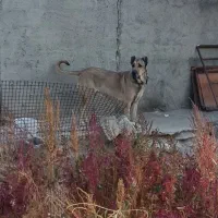 ماده سرابی دکور|سگ|سراب, |دیوار