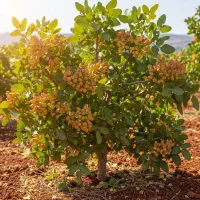 نهـال پسته مناسب برای کشت تجاری و صادراتی|گل و گیاه طبیعی|شیراز, احمدی جنوبی|دیوار