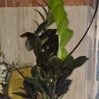 بهیار خانم مرودشت