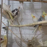 عروس هلندی سریلاکی نرم خور|پرنده|قم, زاویه|دیوار