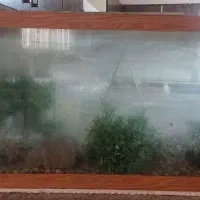 شیشه ی آکواریوم|ماهی|کازرون, |دیوار