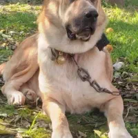 سگ نگهبان افغان