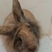 خرگوش لوپ|موش و خرگوش|سبزوار, شرق کال عیدگاه|دیوار