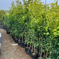 نهال درخت  باغ تولیدی نهالستان رز عطری