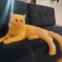 گربه پرشین نر