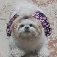 سگ. شیتزو فلت