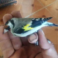 سهره|پرنده|چالوس, |دیوار