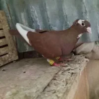پلنگ سرخ کاکل ویهودی دنش و کربلایی