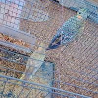 عروسک عروس هلندی(دوتاش۱نیم)