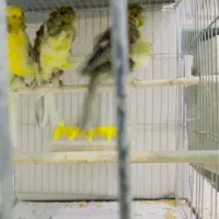 قناری فر آجی ۲۰۲۵|پرنده|یزد, |دیوار