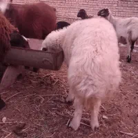 فروش فوری بره قوچی اصیل وذات دارضمانتی.|حیوانات مزرعه|فریمان, |دیوار