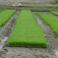 بانک نشاء برنج سنگر