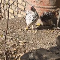 خروس گلین چهل تاج ریش|حیوانات مزرعه|هشتگرد, هیو|دیوار