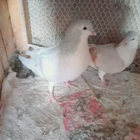 کفتر|پرنده|نیشابور, مازول|دیوار