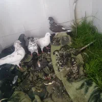 پنج عدد کبوتر پرشی|پرنده|بابکان, |دیوار