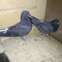 3عدد مفلق جیر