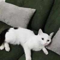 واگذاری بچه گربه ۵ماه دی اس اچ