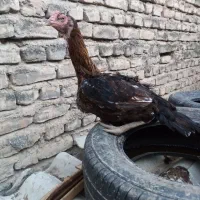 مرغ لاری اصل