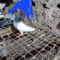 تیدی سرحال|پرنده|بندر ماهشهر, |دیوار