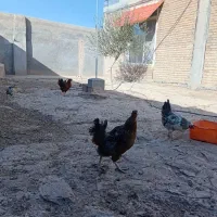 مرغ و خروس لاری و محلی|حیوانات مزرعه|مشهد, شهرک رازی (شهرک غرب)|دیوار