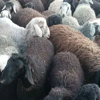 بره