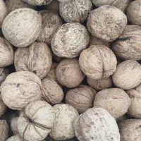 گردو خشک امسال