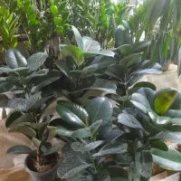 بامبو|حراج|همدان, |دیوار