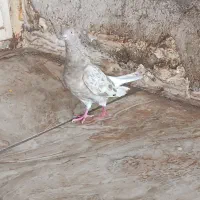 کفتر|پرنده|اهواز, کوی صادقیه|دیوار