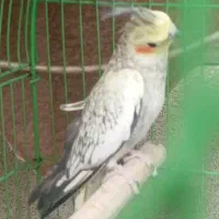 عروس هلندی گم شده