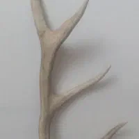 تزئین