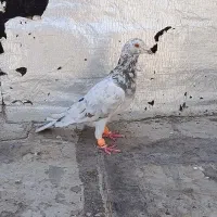 نر کبود هفرنگ