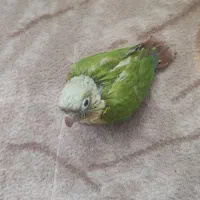 جوجه گرینچیک آناناسی