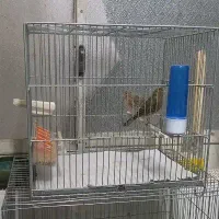دو عدد قناری نر وماده و قفس