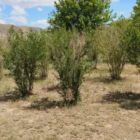 باغ انار بالش آباد|فروش زمین و ملک کلنگی|سبزوار, کراب|دیوار