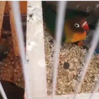 طوطی برزیلی مولد با جوجه هایش وقفس