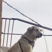 سگ ماده عراقی