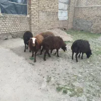 بره نر افشاری