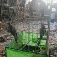 عروس هلندی سخنگو|پرنده|لنجان, |دیوار